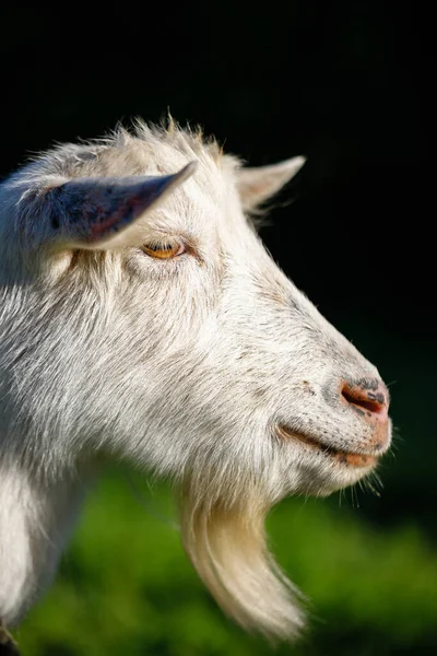 Closeup Shot White Goat Head Farm Green Background — Stock Photo, Image