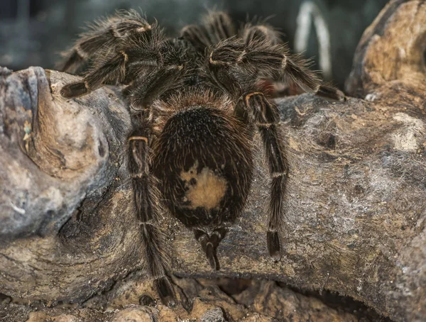 Eine Großartige Nahaufnahme Einer Schönen Lasiodora Parahybana Spinne — Stockfoto
