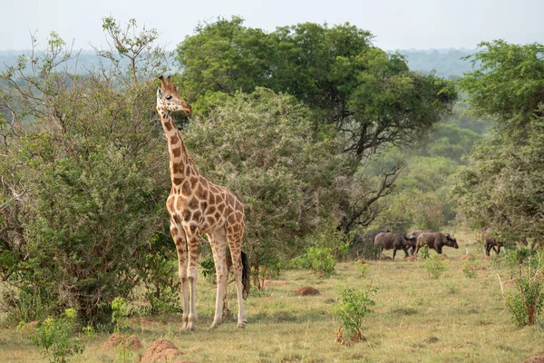 Uma Girafa Parque Nacional Murchison Falls Uganda — Fotografia de Stock