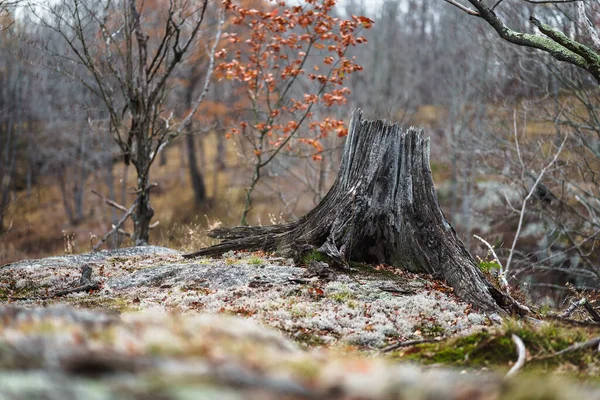 Eine Selektive Fokusaufnahme Eines Baumstumpfes Einem Verschneiten Wald — Stockfoto