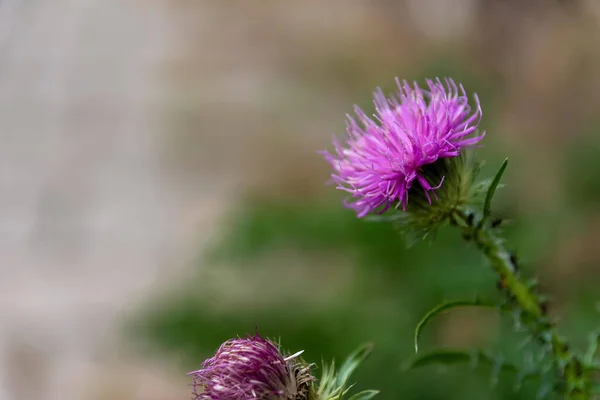 Detailní Záběr Fialové Carduus Acanthoides Květiny Rostoucí Zahradě Rozmazaném Pozadí — Stock fotografie