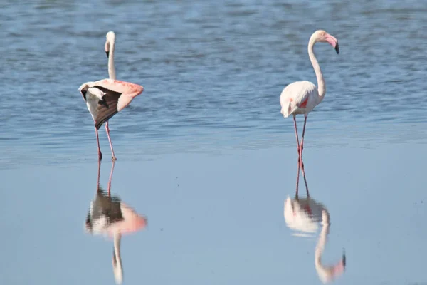 Flamingos Shore Lake — Stock Photo, Image