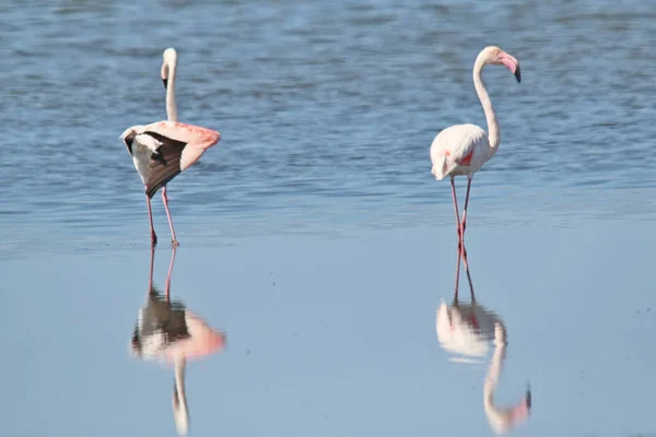 Les Flamants Roses Sur Bord Lac — Photo