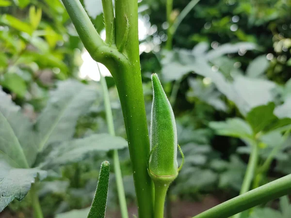 Närbild Grön Omogen Okra Som Växer Trädgården — Stockfoto