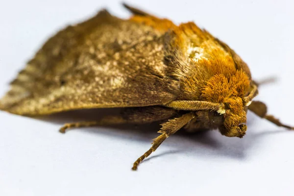 Primer Plano Una Polilla Peluda Sobre Una Superficie Blanca —  Fotos de Stock