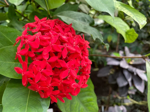 Detailní Záběr Tmavě Červené Květy Ixora Kvetoucí Zahradě — Stock fotografie