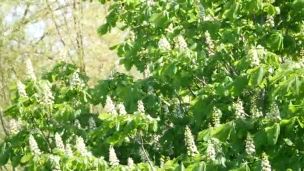 Zielone Liście Flora Liście — Wideo stockowe