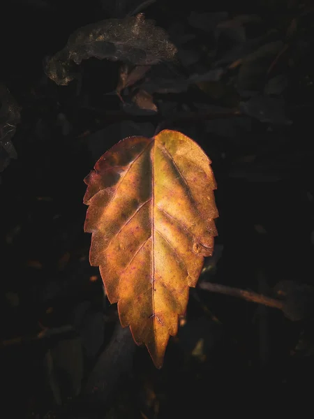 地上一片干燥的秋叶 — 图库照片