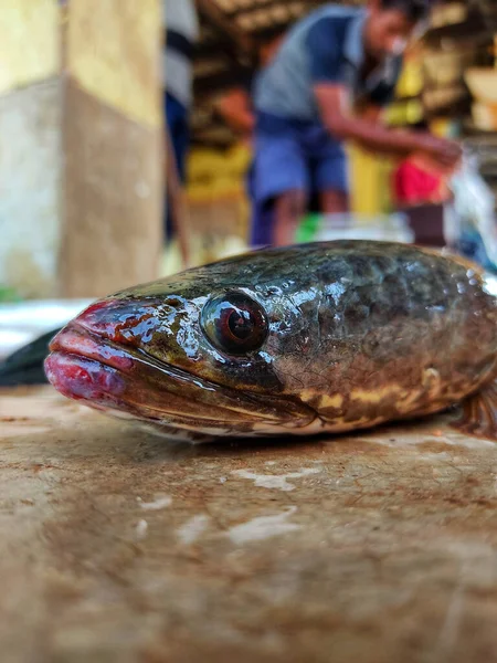 Vertical Closeup Shot Freshly Caught Fish — Stock Photo, Image