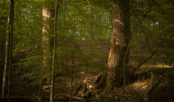 Bosque Sol — Foto de Stock