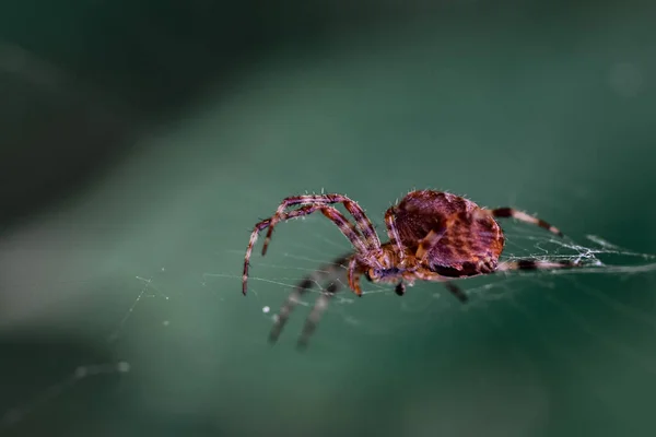 Een Close Shot Van Een Spin Zijn Web — Stockfoto