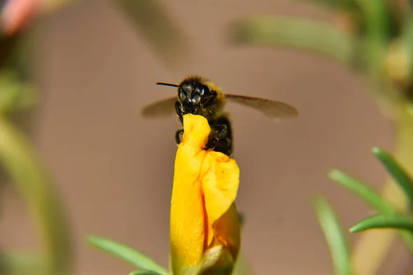 Egy Méhecske Közelsége — Stock Fotó