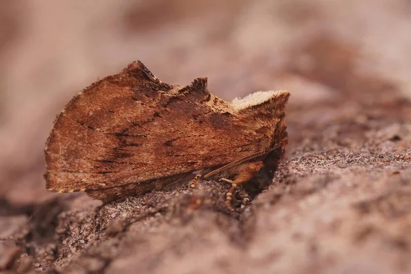 Κοντινό Πλάνο Στο Καφέ Coxcomb Εμφανή Μήνα Ptilodon Capucina Κάθεται — Φωτογραφία Αρχείου