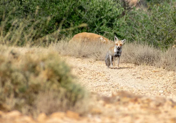 Maghreb Red Fox Vulpes Vulpes Ssp Barbara Kamerát Nézi — Stock Fotó