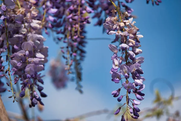 Volos Greece Apr 2021 Syringa Vulgari Lilacs 봄부터 초여름까지 모양의 — 스톡 사진