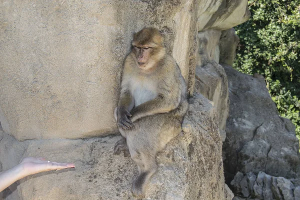Selective Focus Shot Macaque Sitting Huge Rock Zoo — Stock Photo, Image