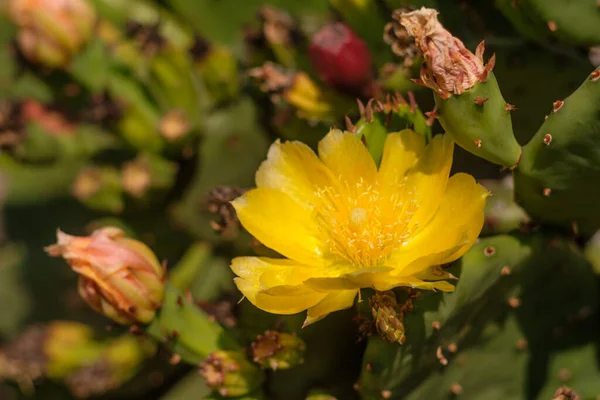 Egy Közeli Felvétel Egy Sárga Opuntia Kaktuszvirágról — Stock Fotó