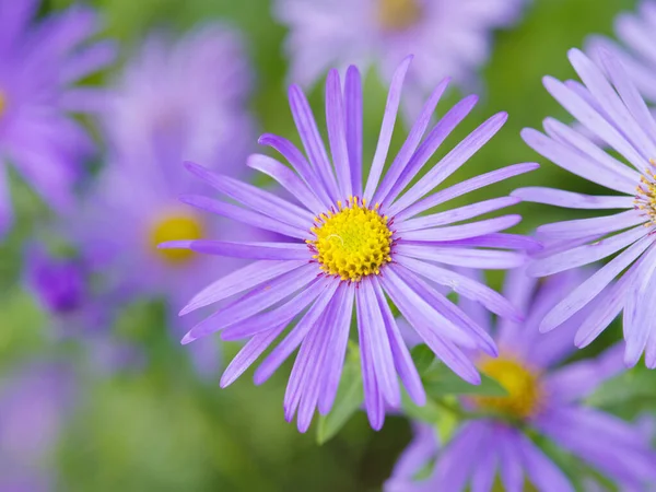 Gros Plan Belles Fleurs Aster Violet Dans Jardin — Photo
