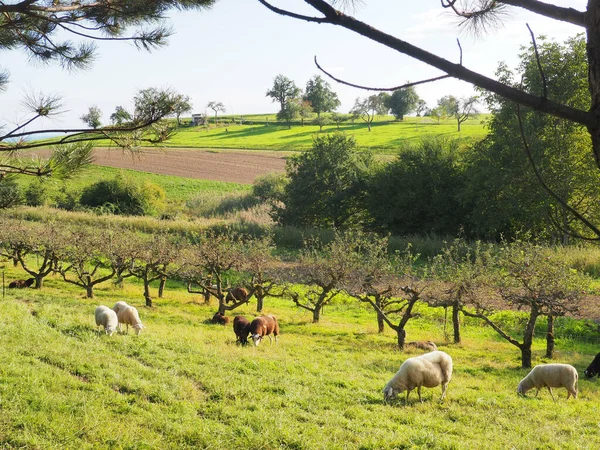 Vasto Campo Com Vacas Pastando Durante Dia Ensolarado — Fotografia de Stock