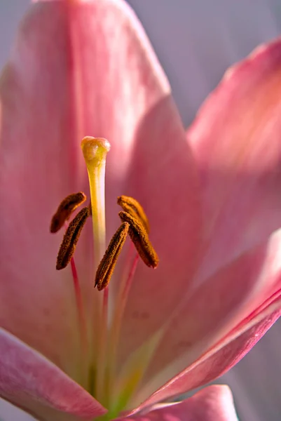 Egy Finom Rózsaszín Liliomvirág Tűzhelye Pisztolya — Stock Fotó