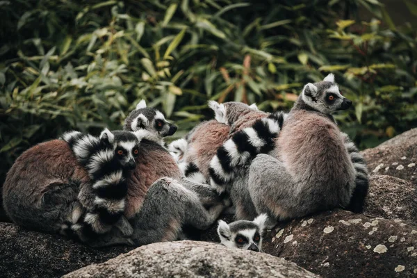 Eine Gruppe Wunderschöner Lemuren Freier Wildbahn — Stockfoto