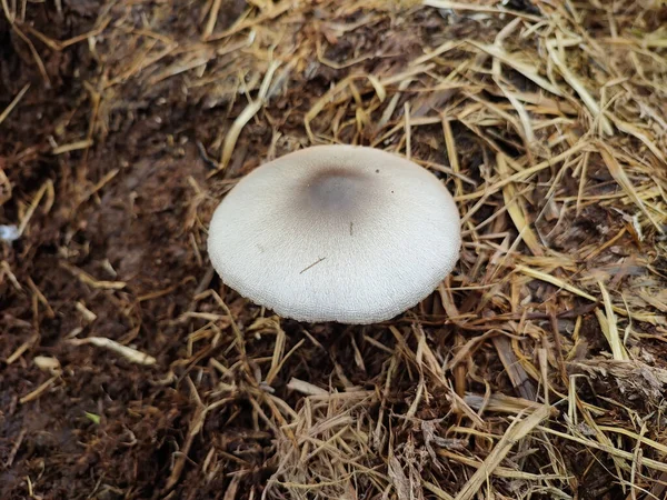 Primer Plano Pequeño Hongo Creciendo Bosque — Foto de Stock