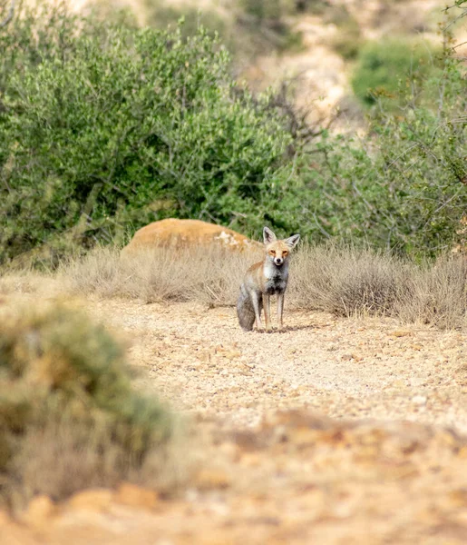 Lisica Czerwona Vulpes Vulpes Ssp Barbara Patrząc Aparat — Zdjęcie stockowe