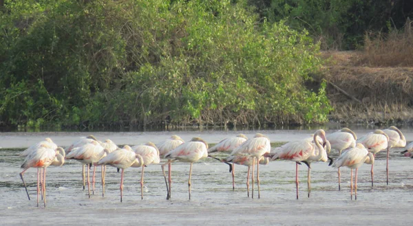 Stado Flamingów Jeziorze — Zdjęcie stockowe