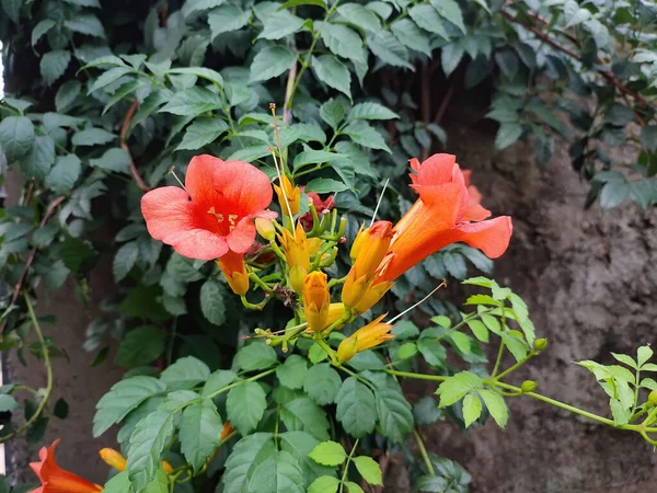 Close Das Flores Vermelhas Videira Trombeta — Fotografia de Stock