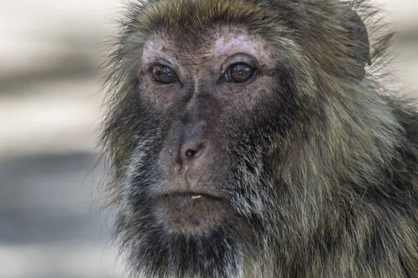 Eine Selektive Fokusaufnahme Von Makaken Zoo — Stockfoto