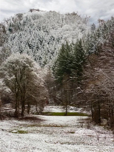 Primera Nieve Los Árboles Bosque Suelo Claro —  Fotos de Stock