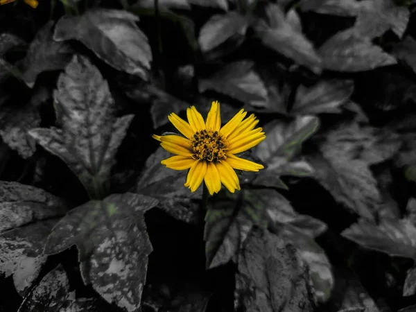 Вибірка Жовтого Квітки Чорно Білому Кущі — стокове фото