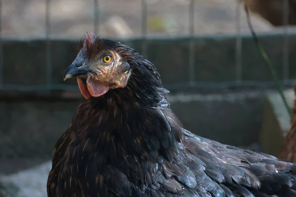 Een Close Shot Van Binnenlandse Kip Een Boerderij — Stockfoto