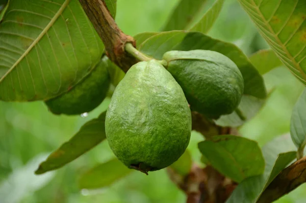 Ένα Κοντινό Πλάνο Πράσινα Φρούτα Γκουάβα Που Φυτρώνουν Στη Φάρμα — Φωτογραφία Αρχείου