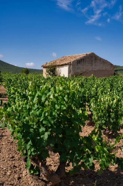 Pionowe Ujęcie Krajobrazu Winnicy Murcia Bullas Hiszpania Dzień — Zdjęcie stockowe