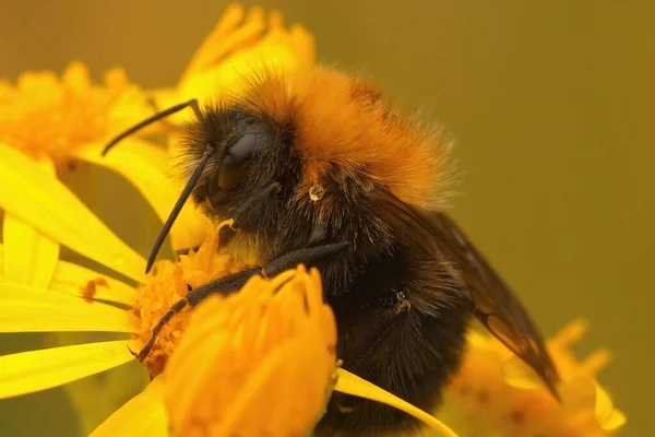 女王蜂のクローズアップ 黄色の花から蜜を飲むボンバス ヒプノルム女王 — ストック写真
