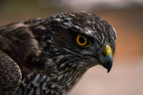 Ett Grunt Fokus Vacker Nordlig Goshawk Med Varning Blick — Stockfoto