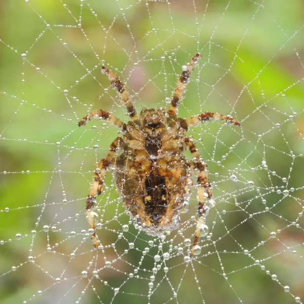 Een Close Shot Van Een Spin Hangend Aan Het Spinnenweb — Stockfoto