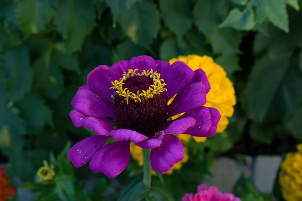 Close Flor Zinnia Roxa Florida Jardim — Fotografia de Stock