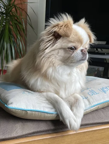 Japonês Queixo Chihuahua Cruz Cão Sentado Confortavelmente Coxim — Fotografia de Stock