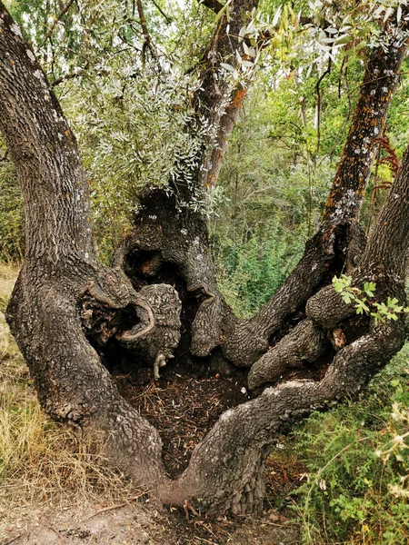 Wundersame Ansicht Eines Baumes Mit Einer Wurzel Und Vier Stämmen — Stockfoto