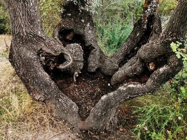 Чудесный Вид Дерево Одним Корнем Четырьмя Стволами Эль Пардо Мадрид — стоковое фото