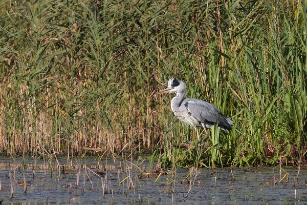 Een Shot Van Een Grijze Reiger Die Bij Het Gras — Stockfoto