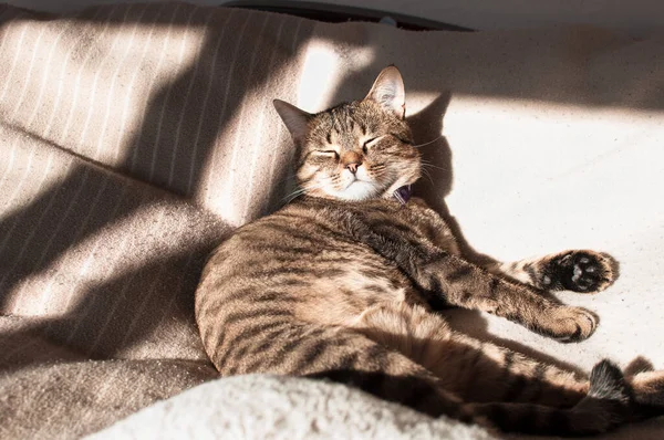 Крупный План Милой Кошки Солнцем Закрытыми Глазами — стоковое фото