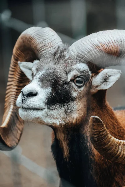 Portrait Majestic Ram Wild — Stock Photo, Image