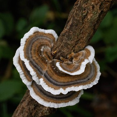 A beautiful closeup shot of the Turkey tail fungus tiered layers on hardwood; Trametes versicolor clipart