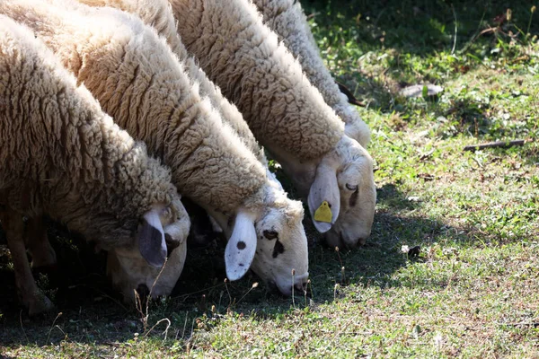 Eine Schafherde Weidet Auf Der Weide Auf Dem Land — Stockfoto