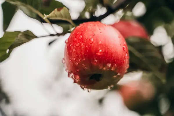 Mogen Våt Röd Äpple Trädet — Stockfoto