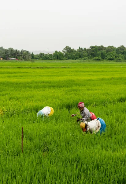 India Sep 2021 Mapusa Goa India September 2021 Los Agricultores — Foto de Stock