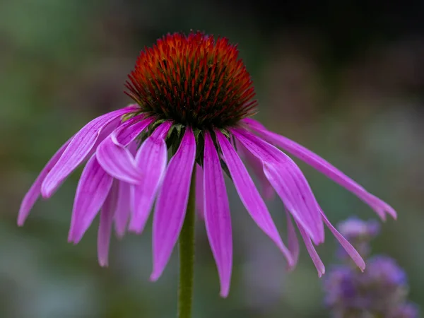 Aster Ailesinin Mor Koni Çiçeğinin Güzel Bir Yatay Yakın Çekimi — Stok fotoğraf